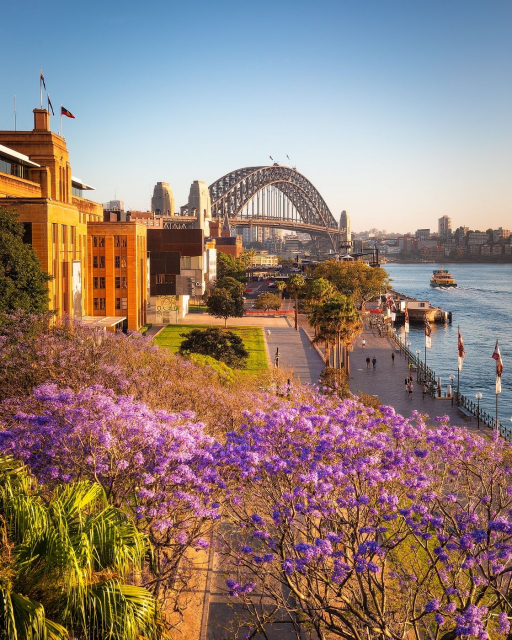록스 퍼스트 플릿 공원에 만개한 자카란다