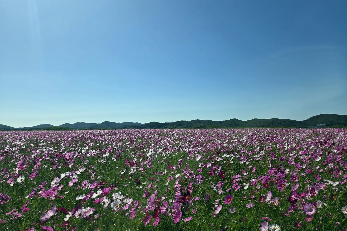백령도 간척지 물들인 코스모스 꽃물결, 가을 관광객 맞이